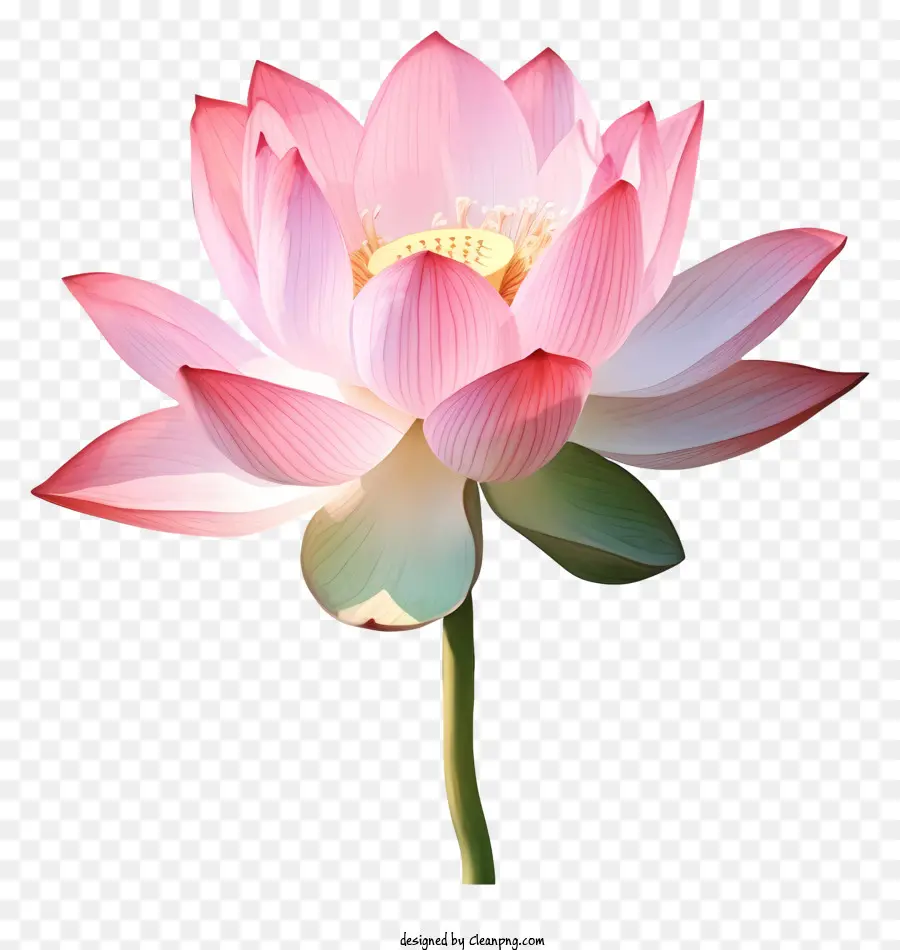 Fleur De Lotus Rose，Arrière Plan Noir PNG