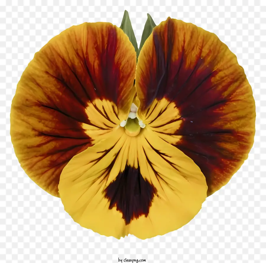 Pansy Fleur，Style Vintage PNG