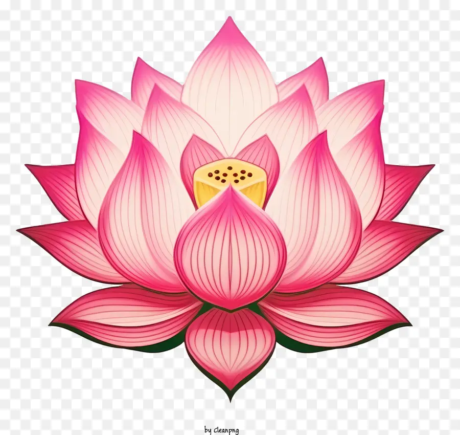Fleur De Lotus Rose，Lotus Central Jaune PNG