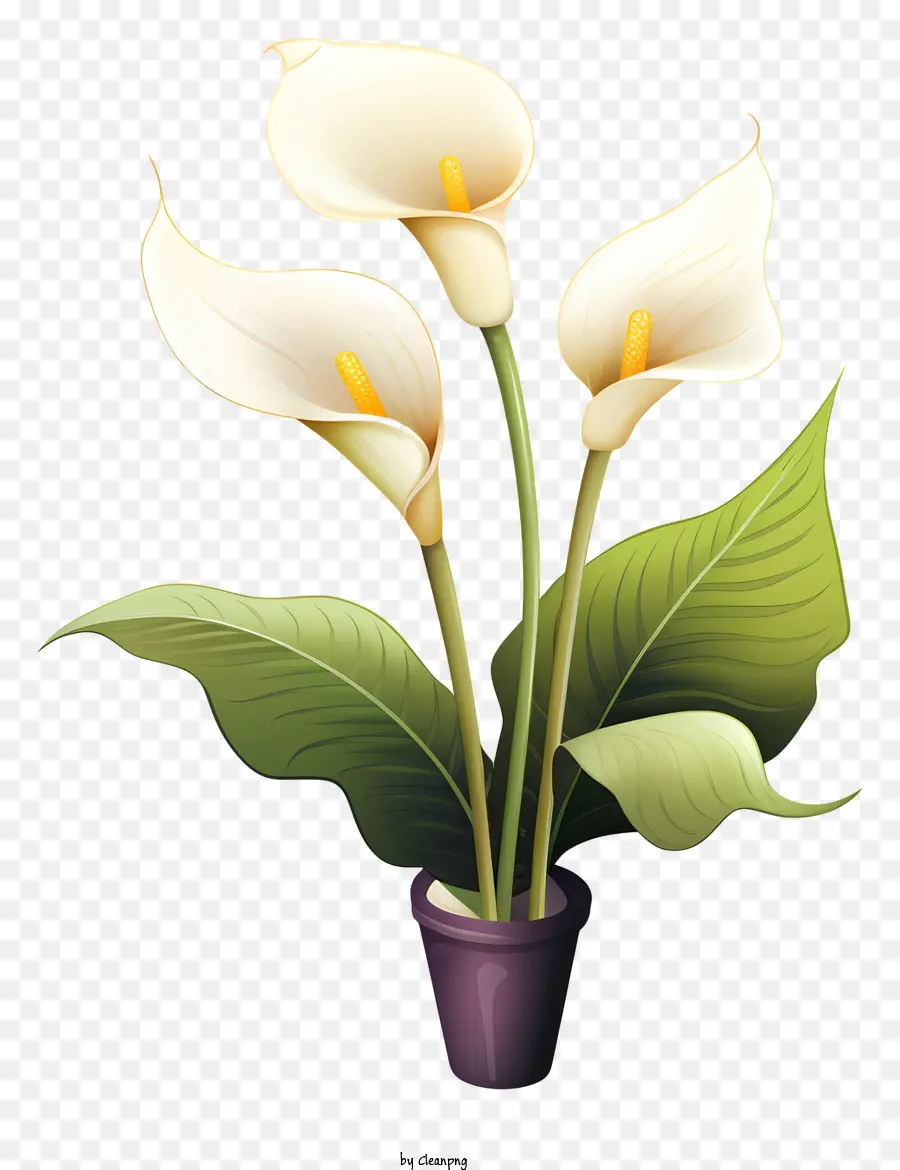 Lys Blanc，Plante En Pot PNG