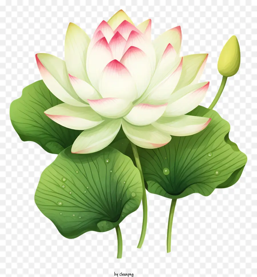 Fleur De Lotus Blanche，Des Pétales De Rose PNG