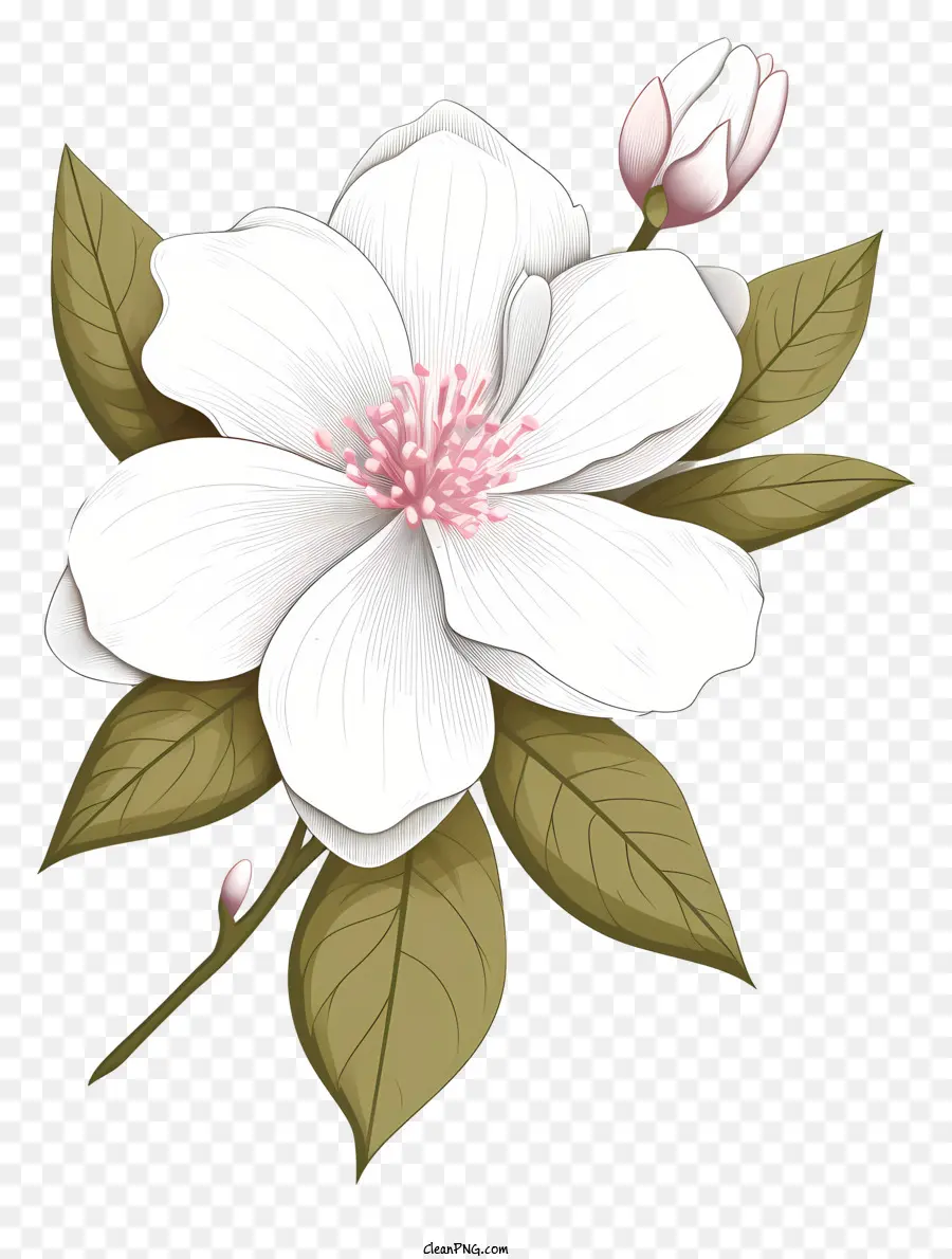Fleur Blanche，Feuilles Roses Et Vertes PNG