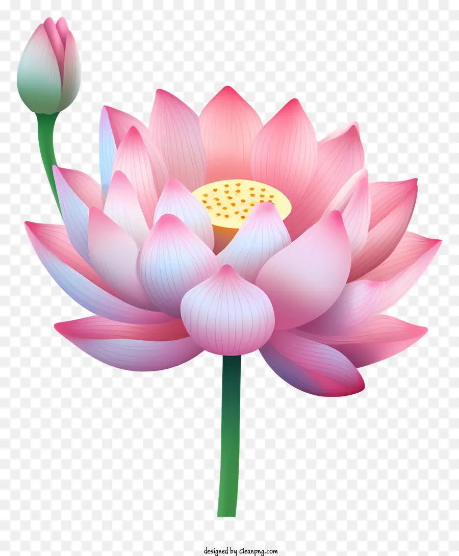 Fleur De Lotus Rose，Pétales Ouverts PNG