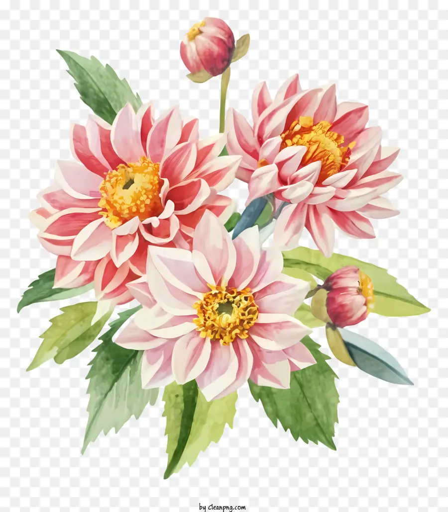 Fleurs Dahl，Fleurs Roses Et Blanches PNG