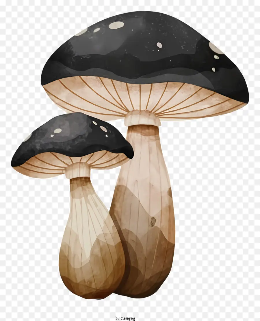 Champignons，Casquette Noire PNG