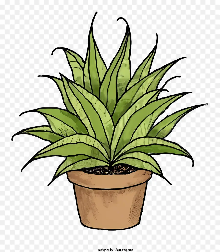 Plante En Pot，Feuilles Vertes PNG