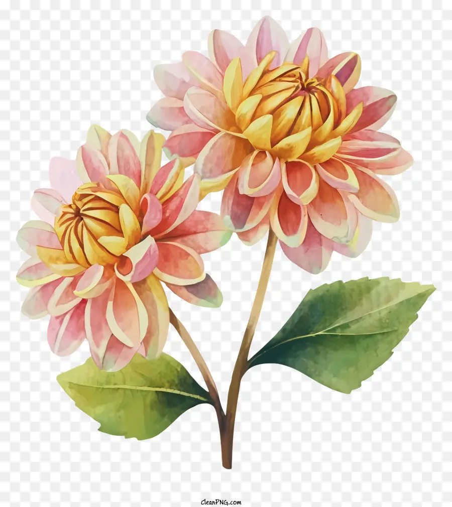 Fleurs De Dahlia Roses，Fleurs Dans Un Seau PNG