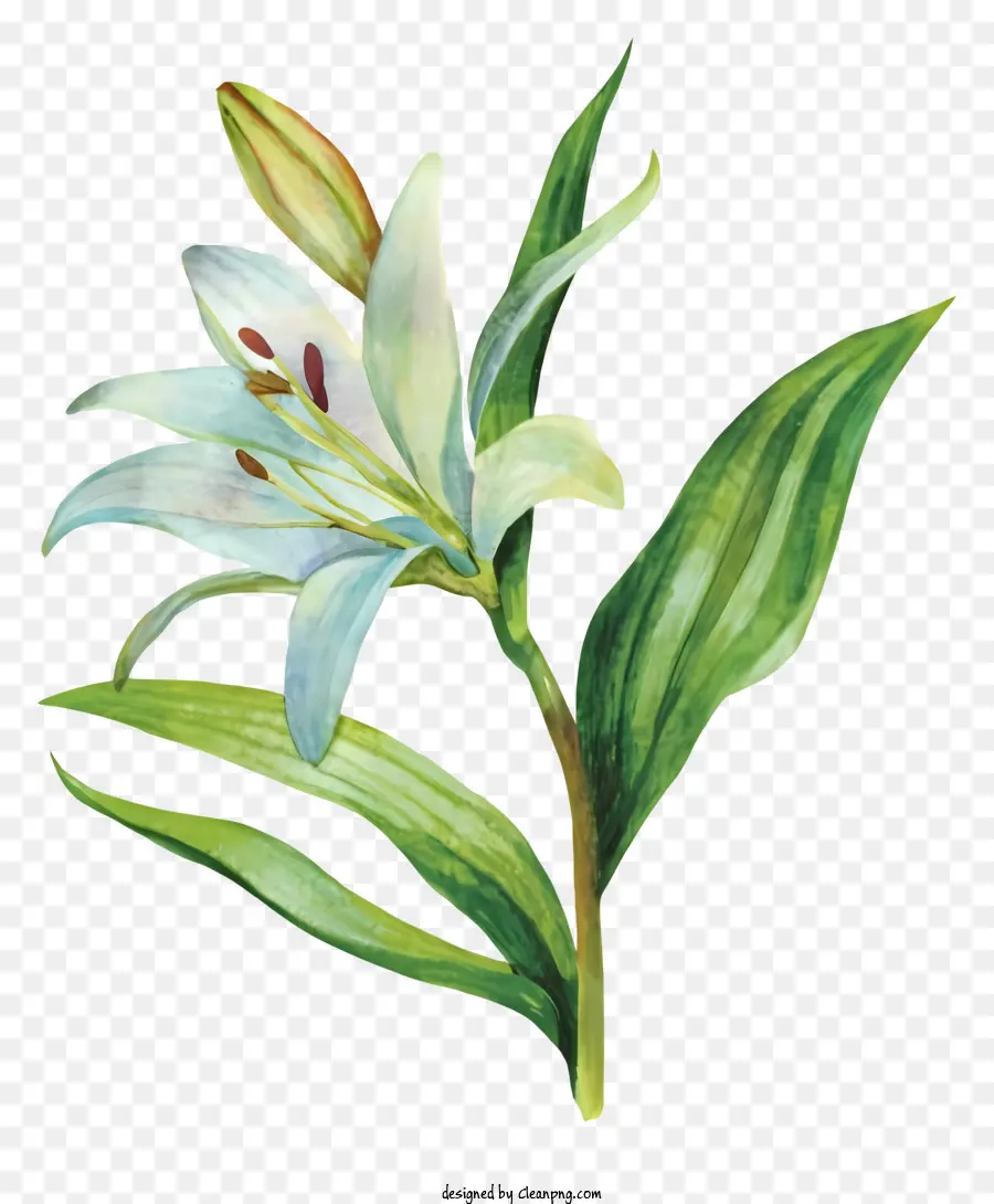 Lys Blanc，Fleur De Floraison PNG
