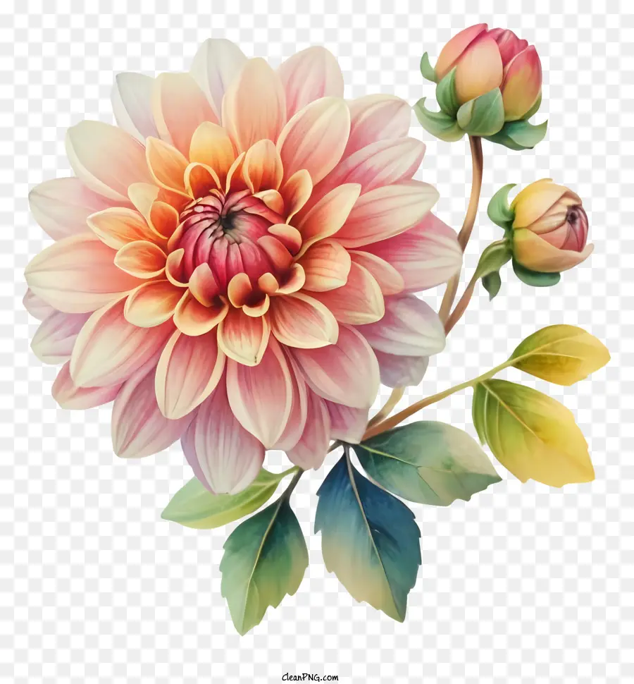 Fleur De Dahl Rose，Pétale PNG