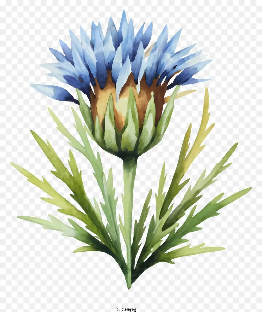 Fleur De Chardon，Fleur Bleue PNG