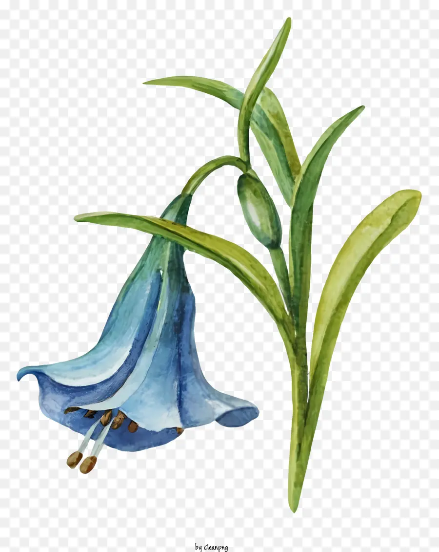 Fleur，Aquarelle PNG