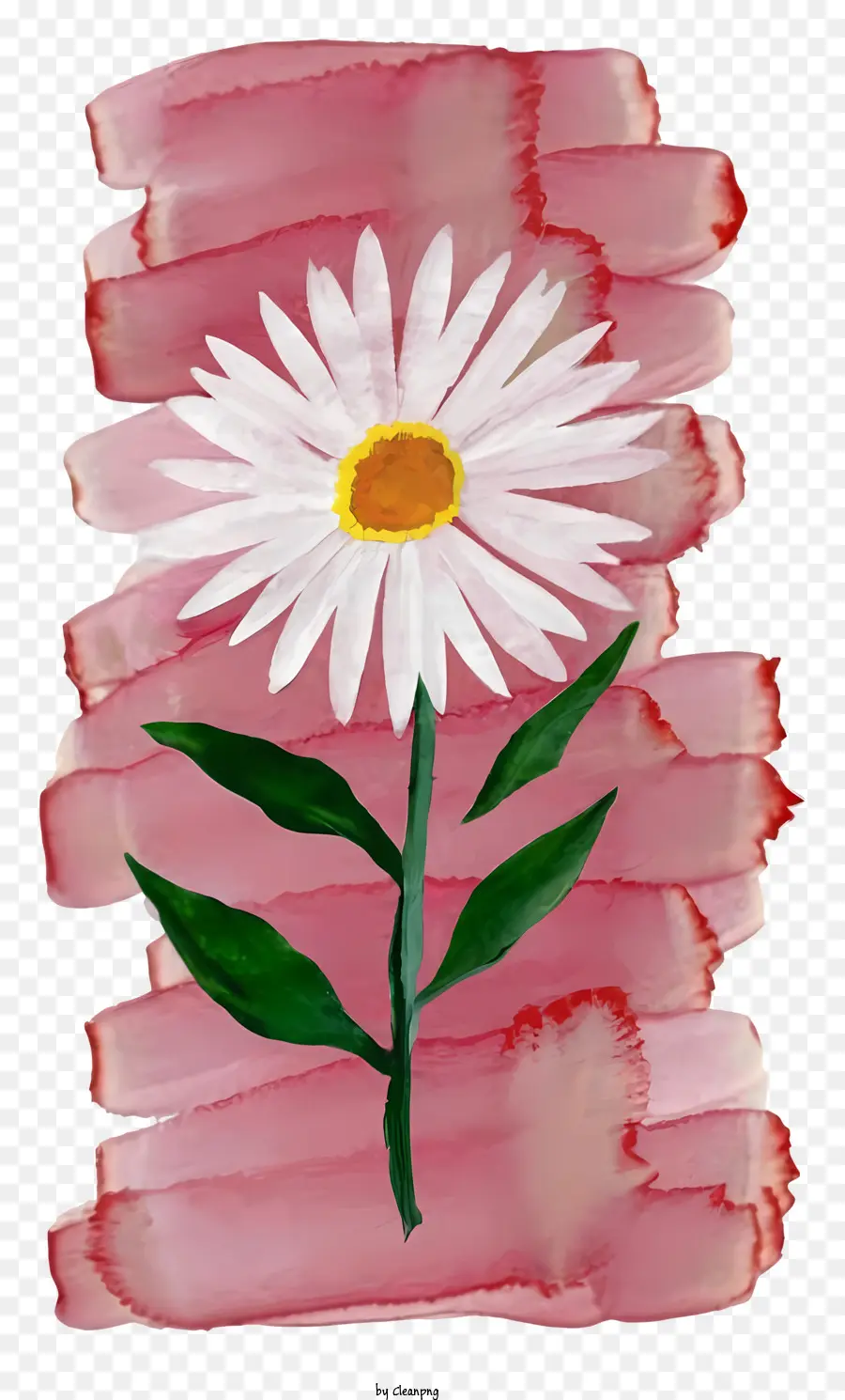 Marguerite Blanche，Marguerite PNG