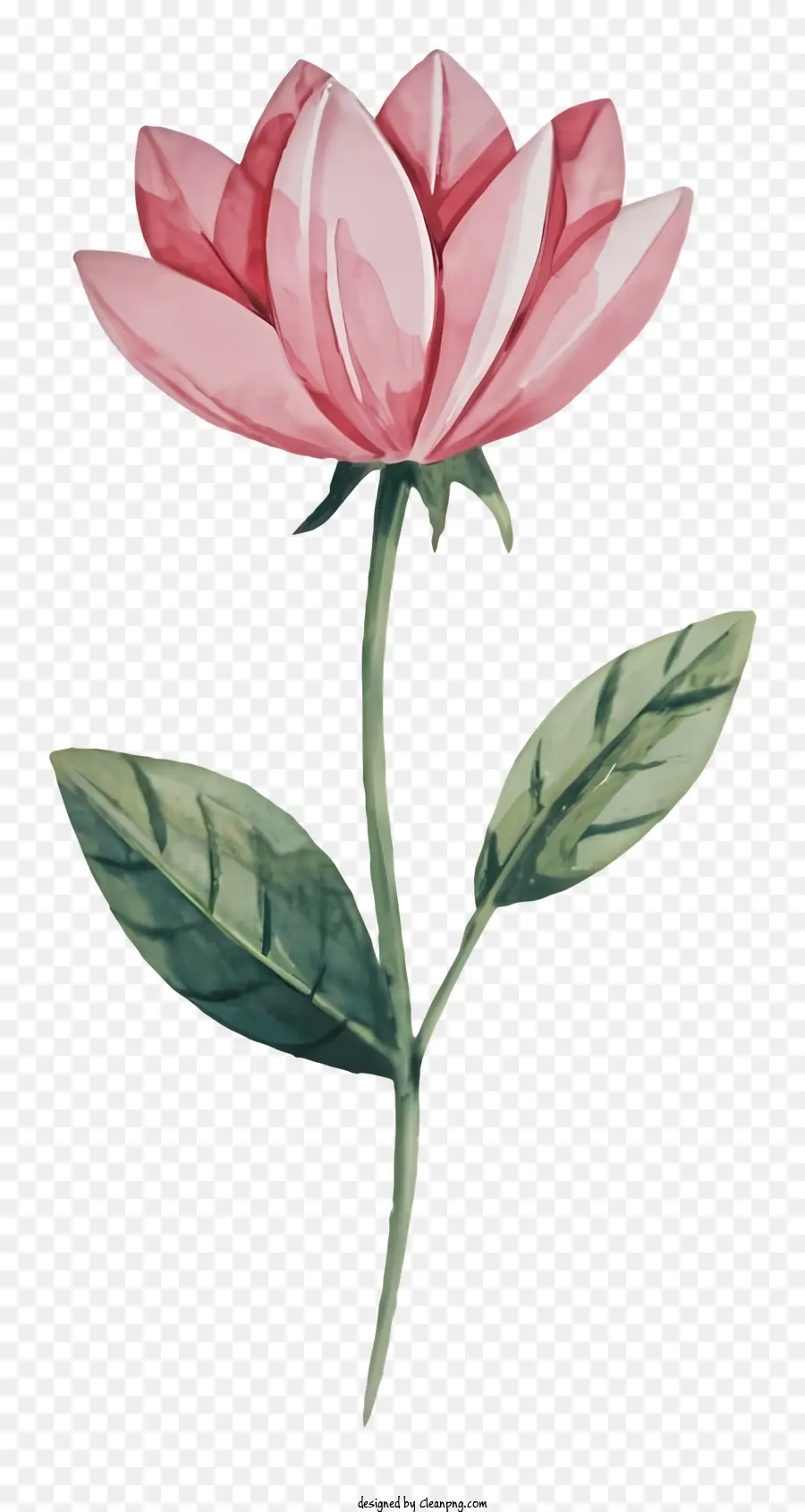 Fleur Rose，Peinture à L'aquarelle PNG