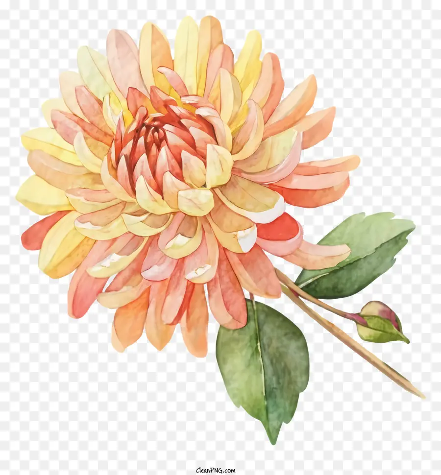 Fleur De Dahlia，Fleur PNG