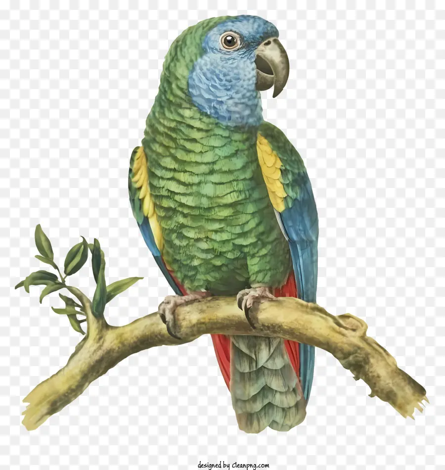 Perroquet，Perroquet Vert PNG