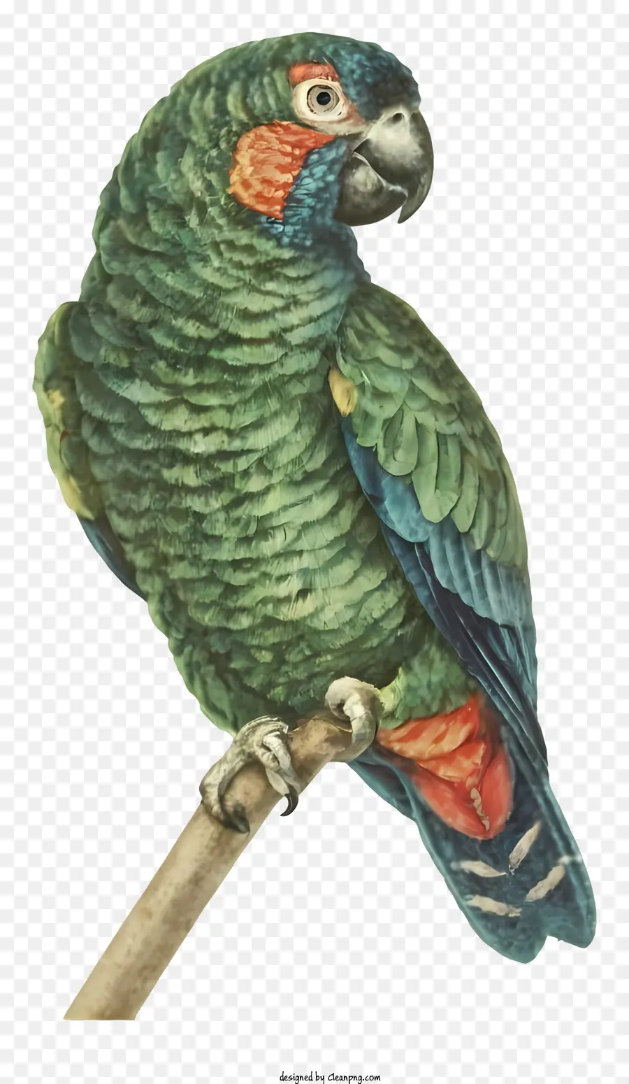 Perroquet，Oiseau PNG