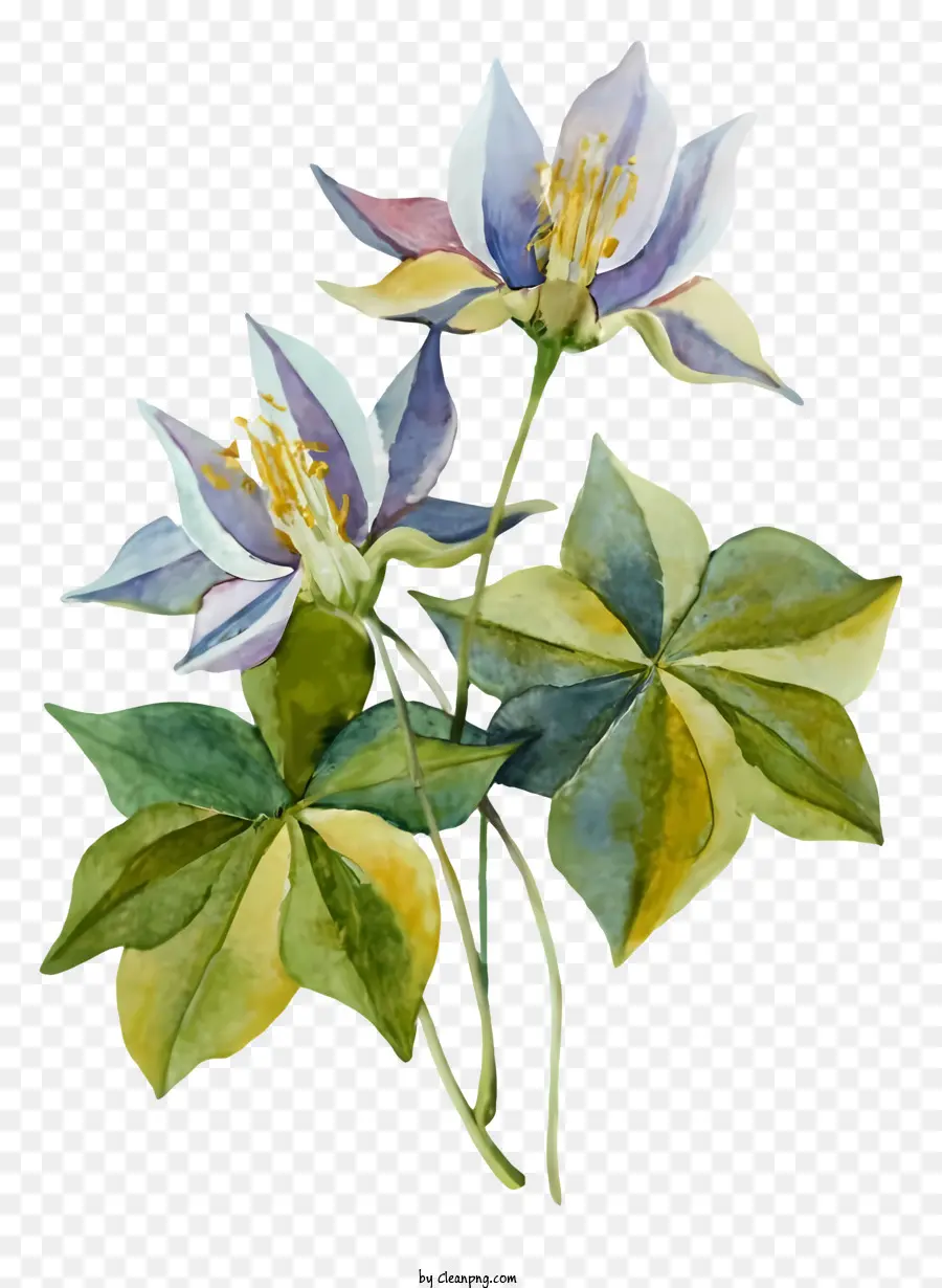 Lys Blancs，Fleur Bleue PNG