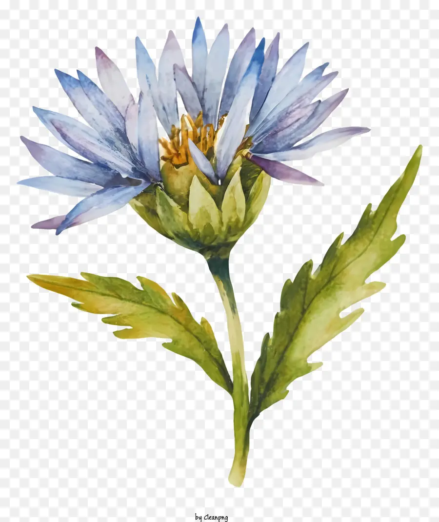 Peinture à L'aquarelle，Fleur Bleue PNG