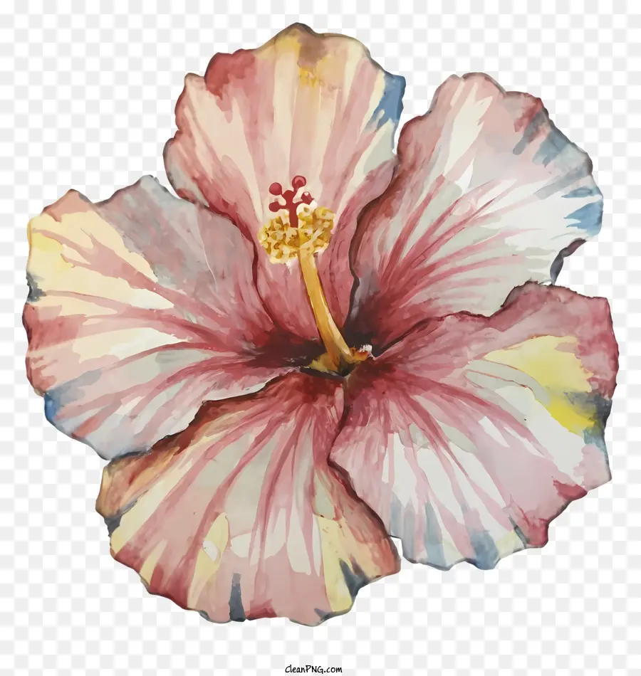 Fleur D'hibiscus，Aquarelle Art PNG