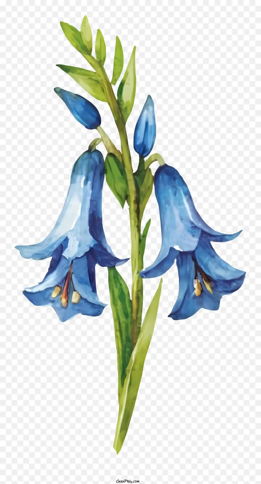 Fleur Bleue，Feuilles Vertes PNG