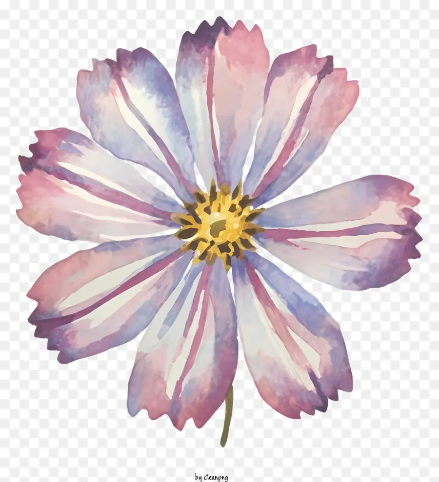 De Rose Et De Violet Fleur，Floraison Unique PNG