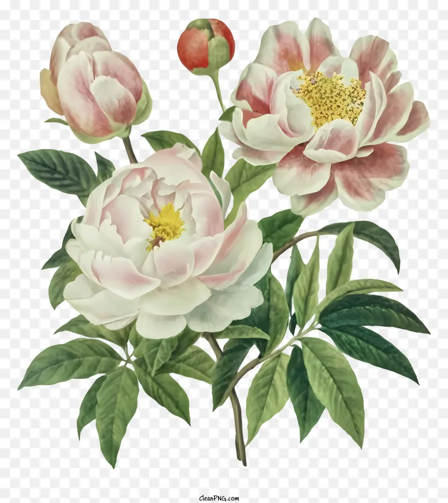 Fleurs De Pivoine，Des Pétales De Rose PNG