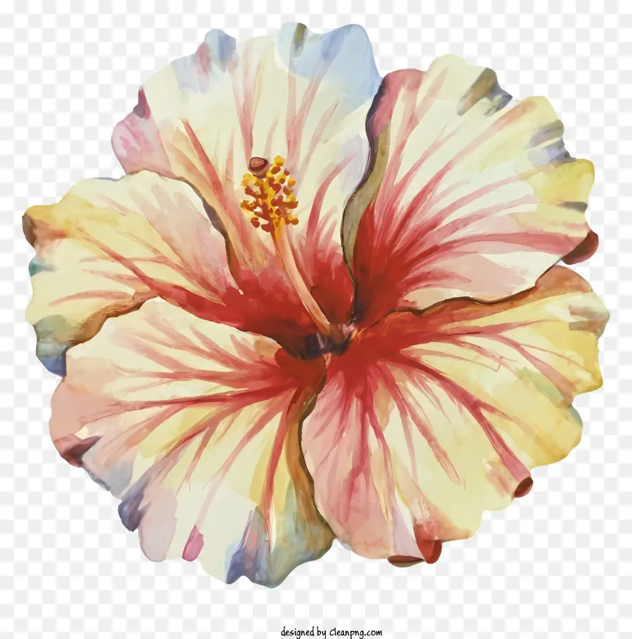 Fleur D'hibiscus Rouge，Centre Blanc PNG