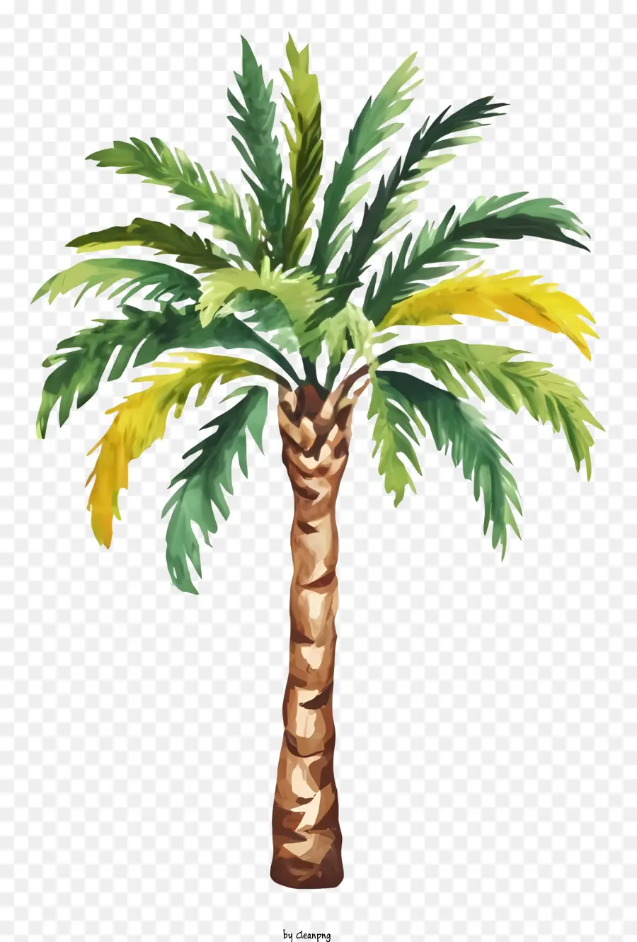 Palmier，Plante Tropicale PNG