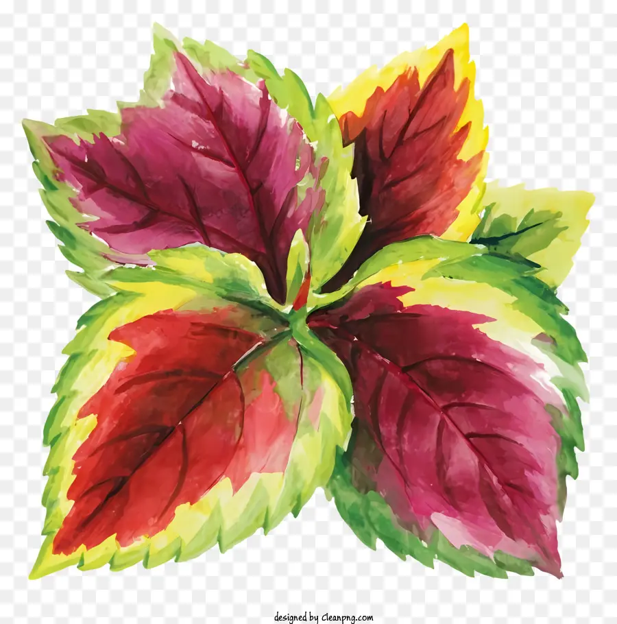 Peinture Végétale，Feuilles Colorées PNG