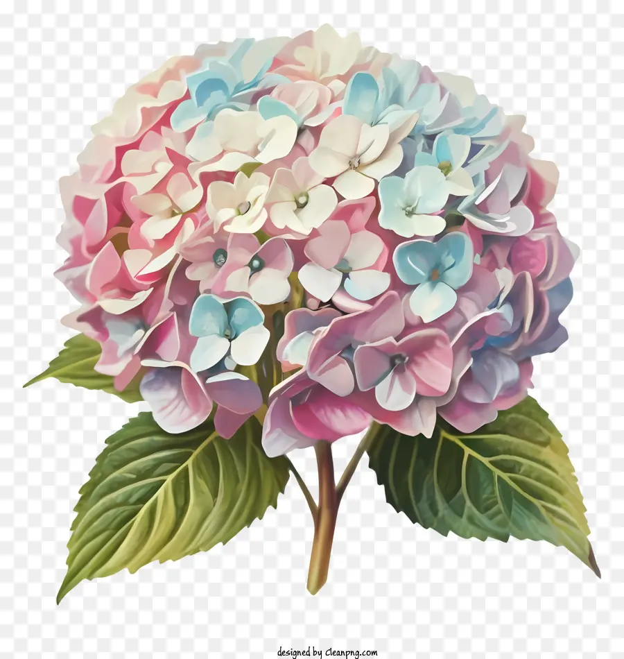 Fleur D'hibiscus，Fleur Rose Et Bleue PNG