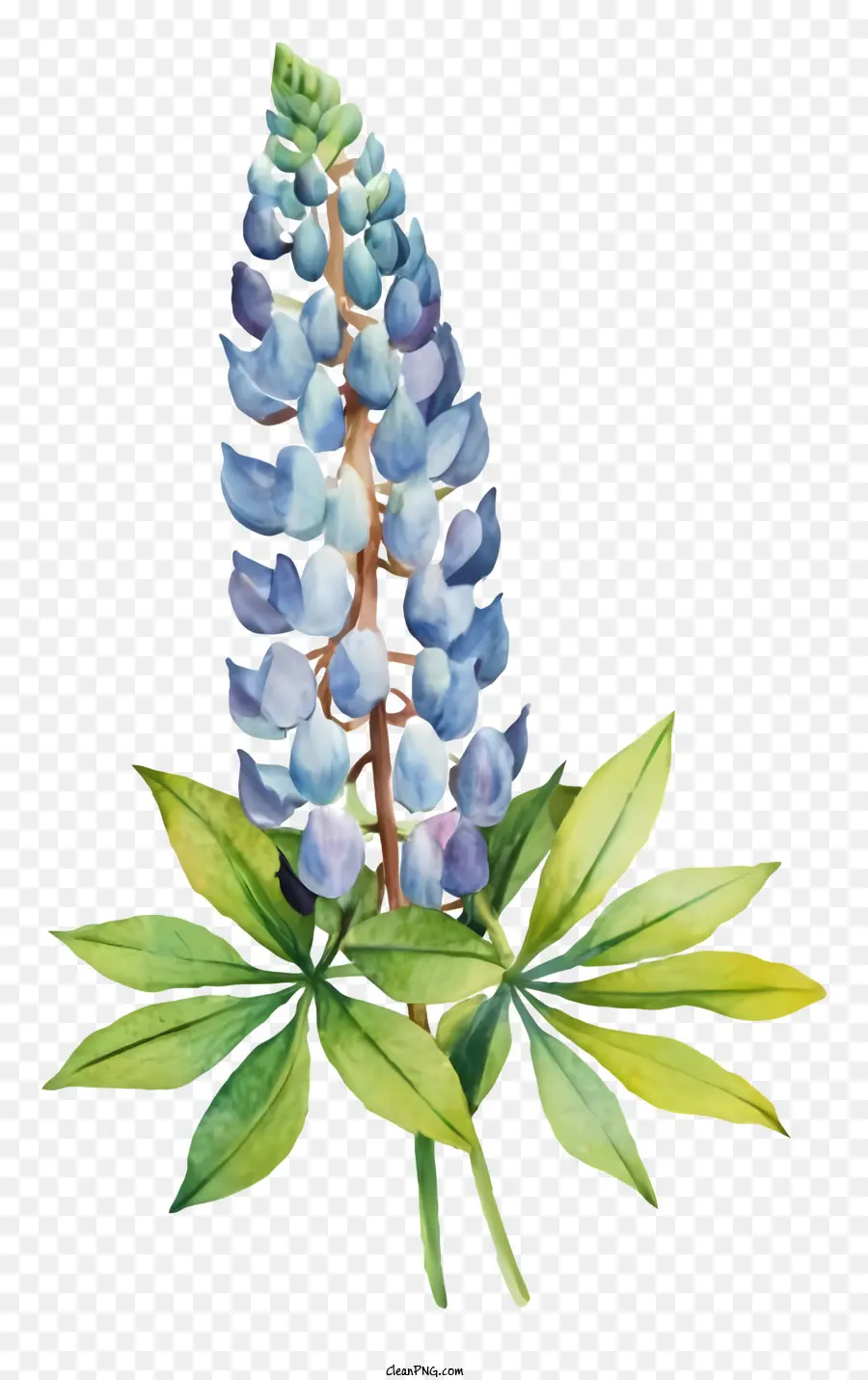 Peinture à L'aquarelle，Fleur De Lupin PNG