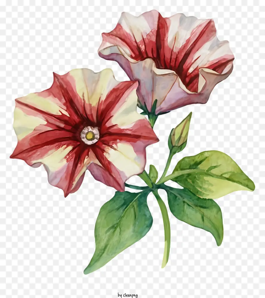 Fleur Peinture，Fleur Rouge Et Blanche PNG