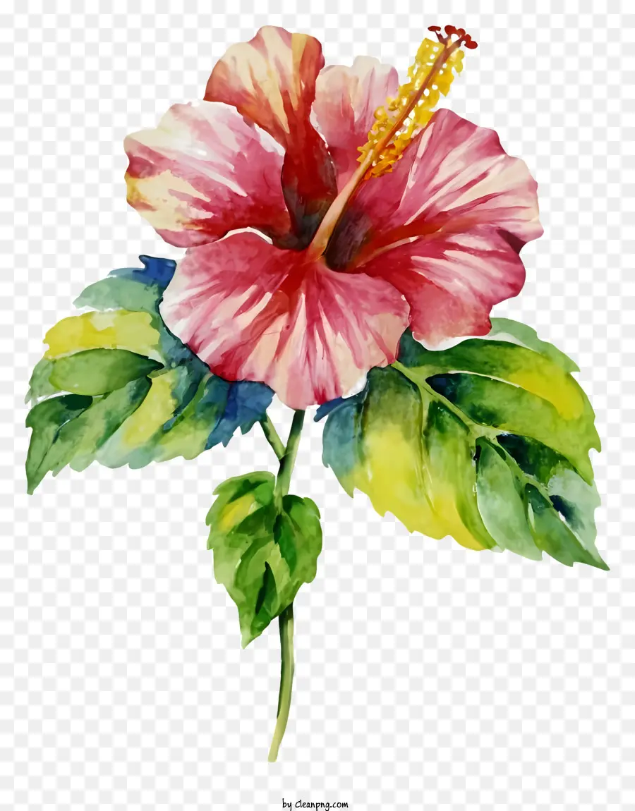 Peinture à L'hibiscus Rouge，Aquarelle Hibiscus PNG