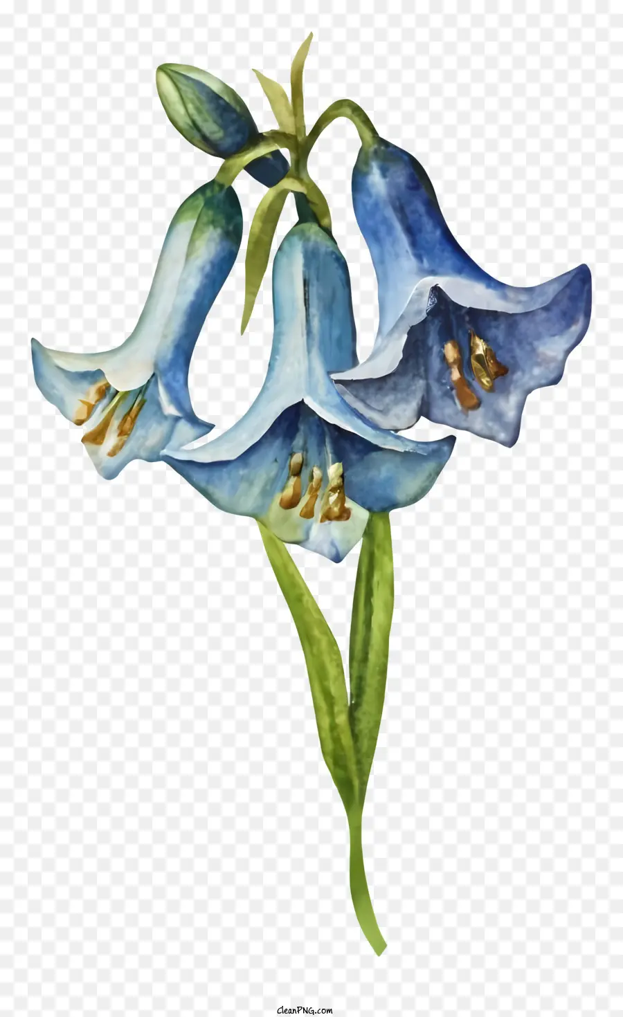 Peinture à L'aquarelle，Flowers Bleus PNG