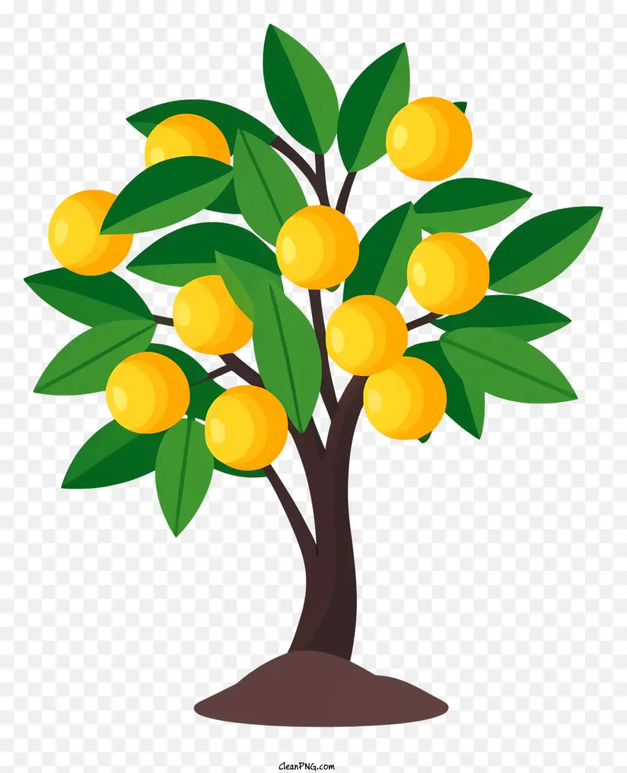 Oranger，Les Fruits De L'arbre PNG