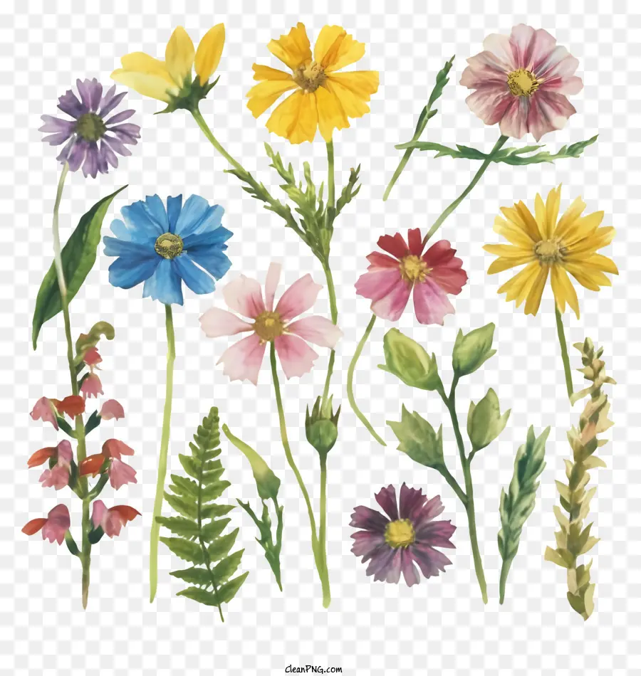 Fleurs Sauvages，Fleurs PNG