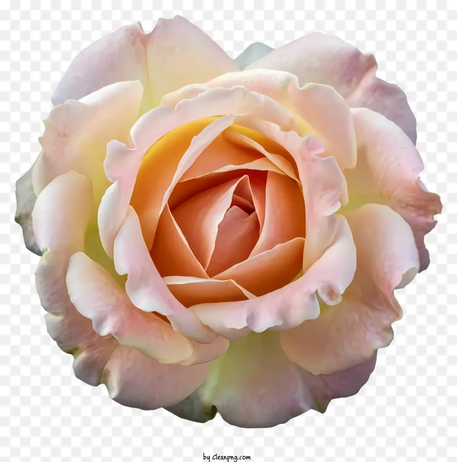 Rose Rose，Pleine Floraison PNG