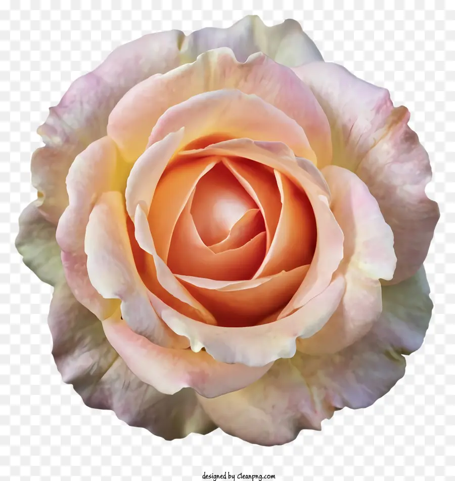 Rose Rose，Arrière Plan Noir PNG