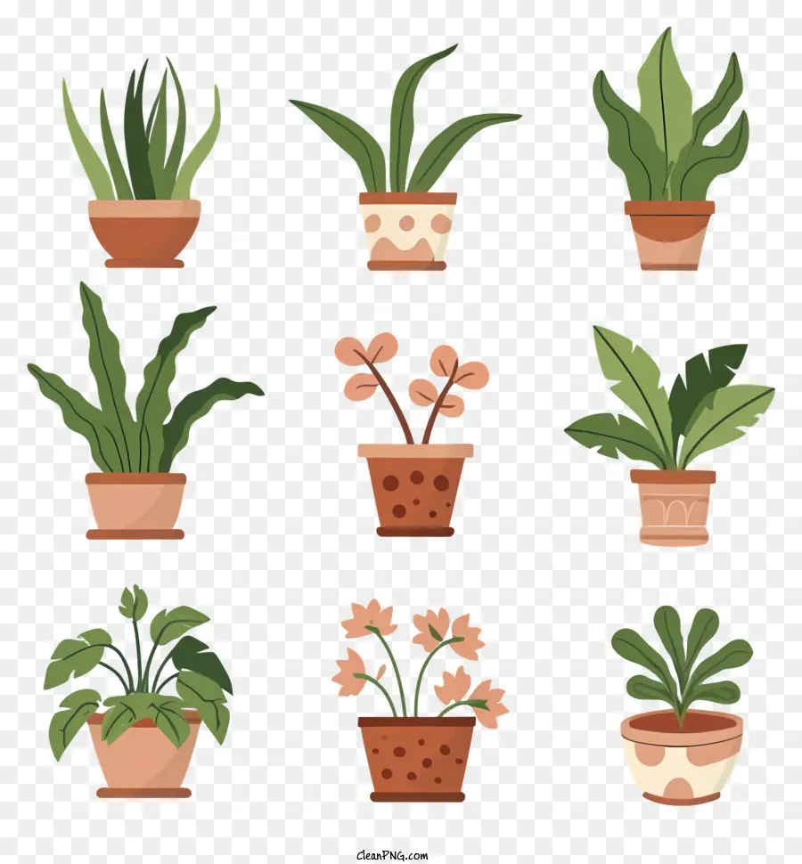 Collection De Plantes，Plantes PNG