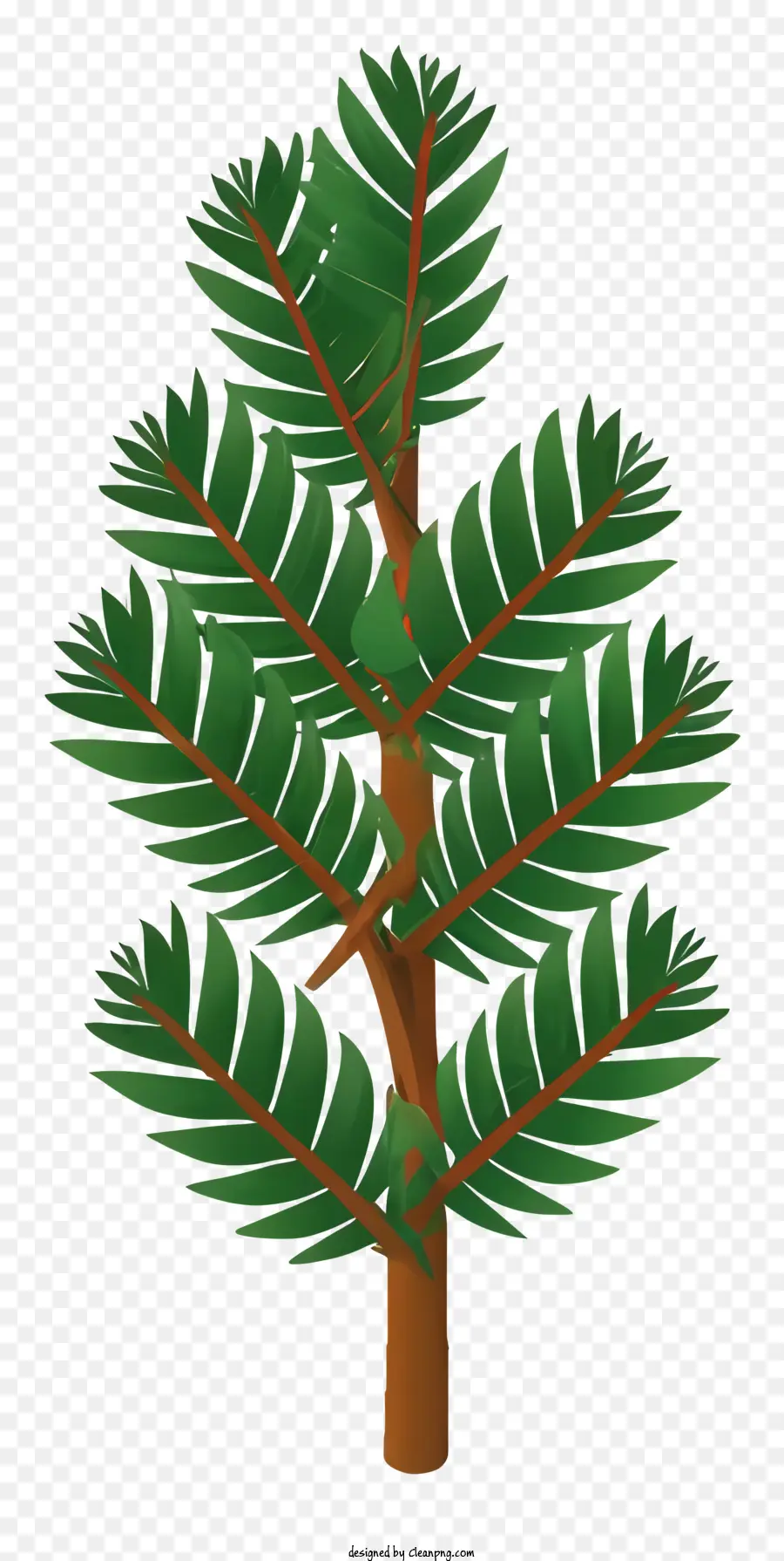 Vert Sapin，Les Branches PNG