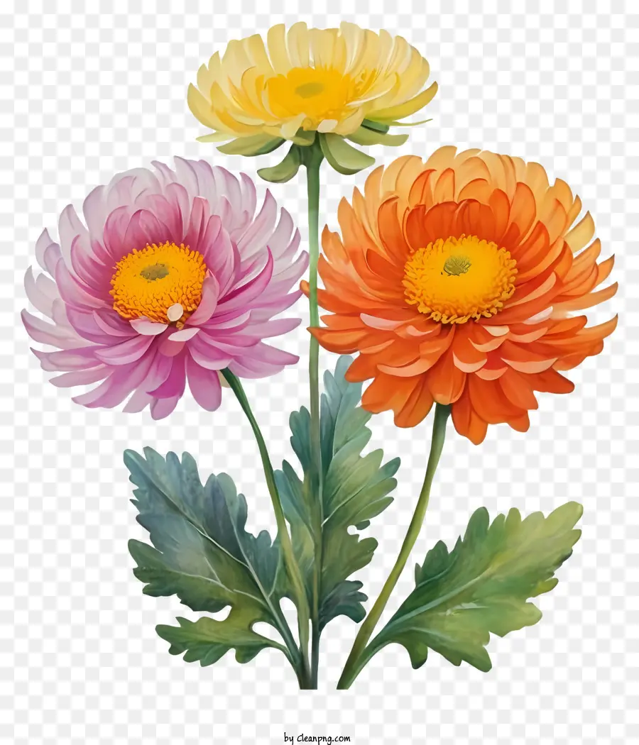 Chrysanthèmes，Fleurs Roses PNG