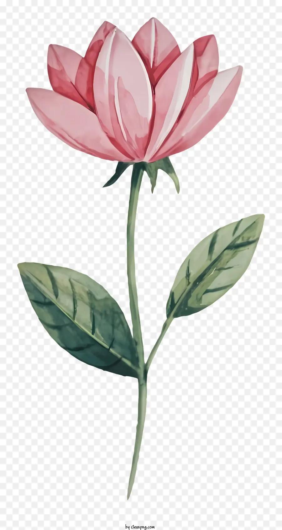 Fleur Rose，Feuilles Vertes PNG