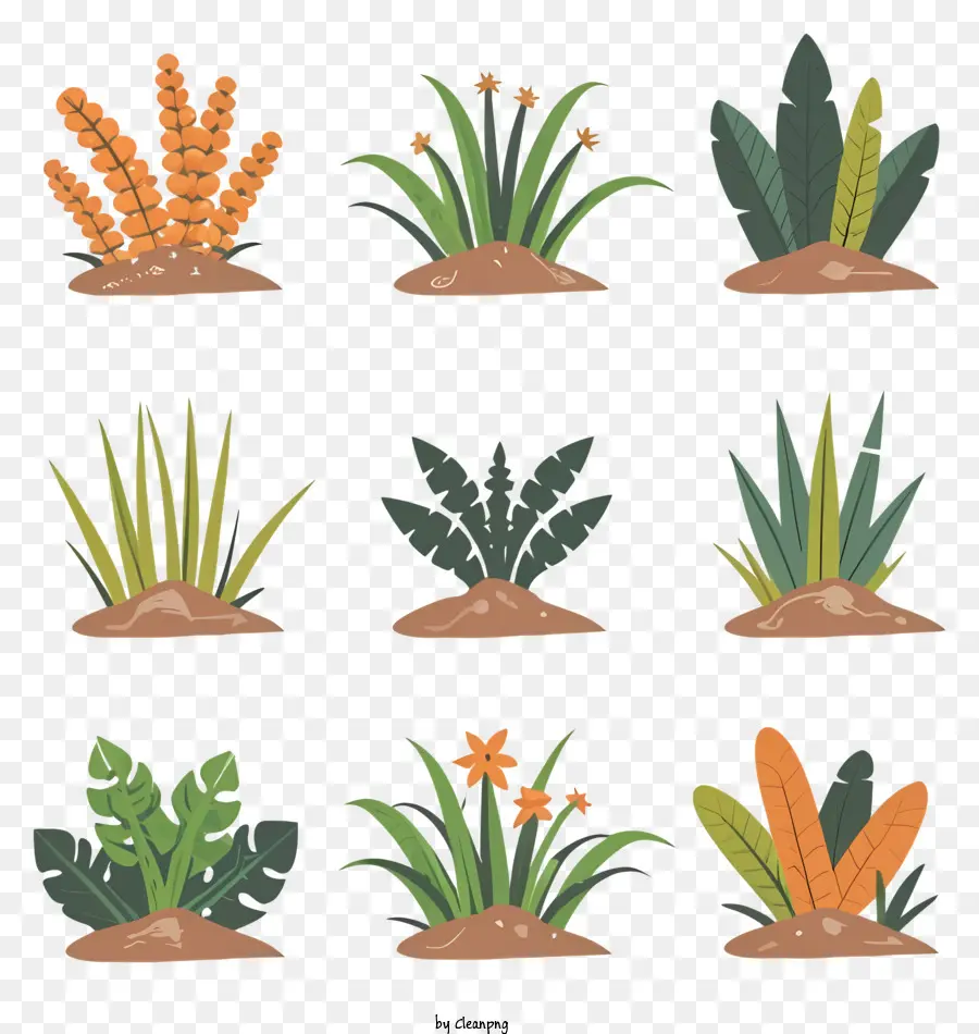 Les Plantes，Types De Plantes PNG