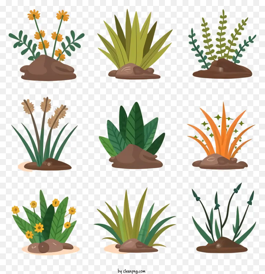 Plantes，Diverses Plantes PNG