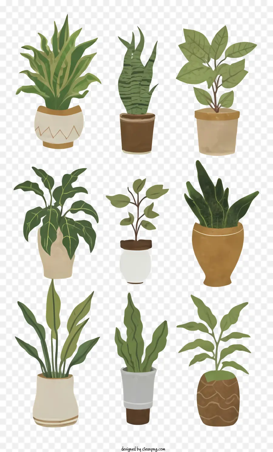 Les Plantes En Pot，Plantes Tropicales PNG