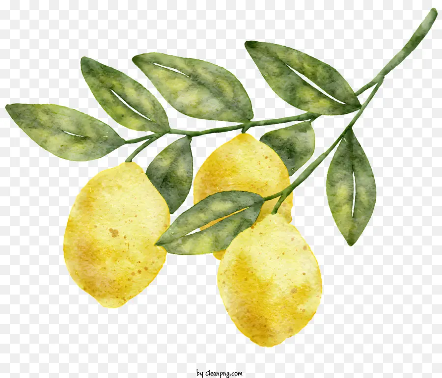 Citrons，Feuilles Vertes PNG