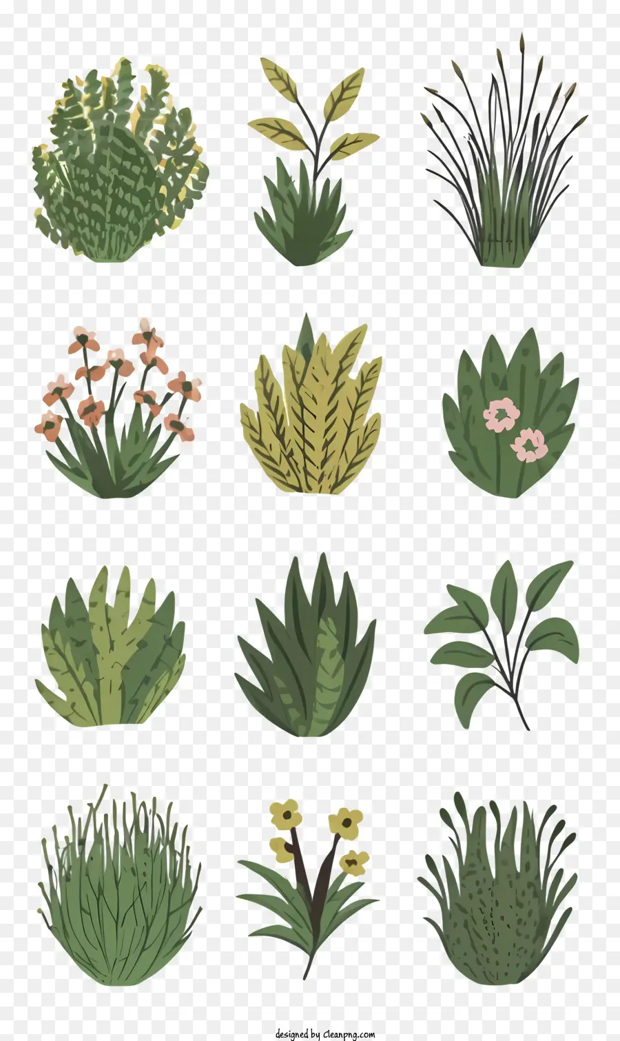 Plantes Vertes，Fougères PNG