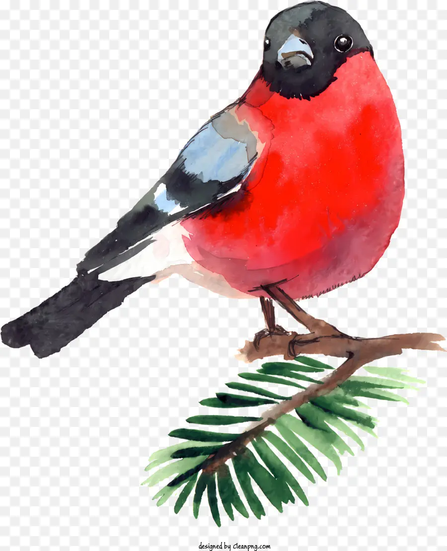 Peinture à L'aquarelle，Oiseau PNG