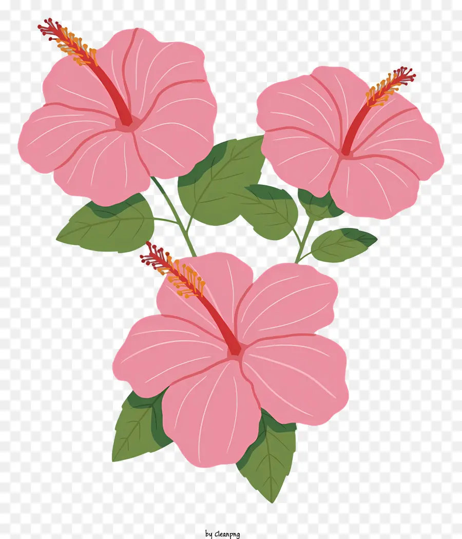 Rose De Fleurs D'hibiscus，Heartshaped Pétales PNG