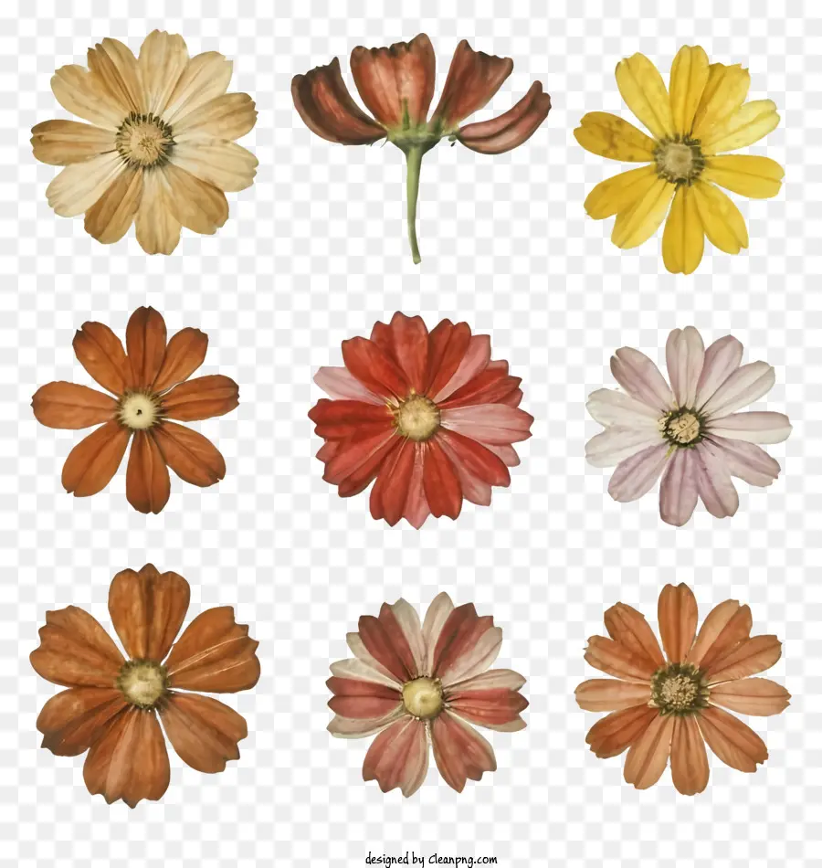 Mots Clés Imprimés De Fleurs，Fleurs PNG